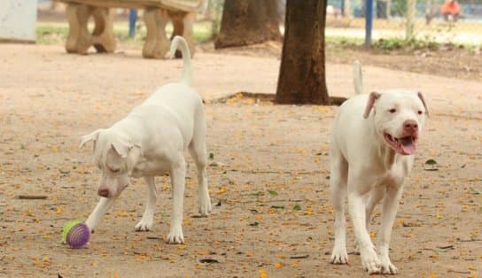 Imagem de Sobe para quatro a lista de empresas "suspeitas" e Ministério determina recolhimento de petiscos para cães