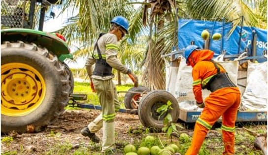 Imagem de PepsiCo inicia cultivo de cacau em consórcio com coco-verde na sua fazenda de Kero Coco em Petrolina