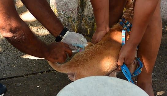 Imagem de Olha o prazo! Vacinação antirrábica se encerra nesta sexta-feira; corra para vacinar seu pet