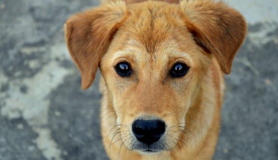 Imagem de Anvisa proíbe distribuição de lotes de petiscos contaminados que mataram animais domésticos