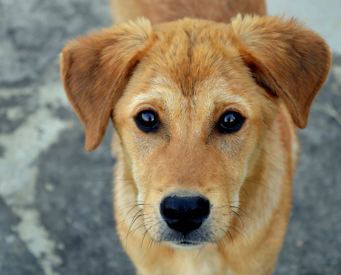 Anvisa proíbe distribuição de lotes de petiscos contaminados que mataram animais domésticos