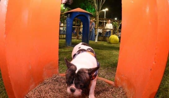 Imagem de Dog Park: veja lista de locais gratuitos para brincar com seus cachorros em Salvador  