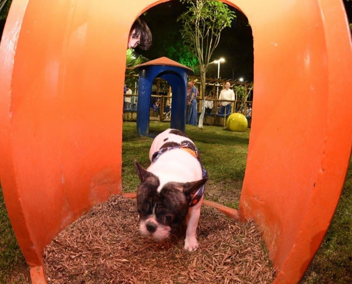 Dog Park: veja lista de locais gratuitos para brincar com seus cachorros em Salvador  