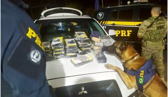 Imagem de Com auxílio de cão farejador, PRF apreende 30,4 kg de cocaína escondidas em automóvel no interior da Bahia