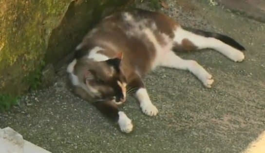 Imagem de Vídeo: mortandade de gatos preocupa moradores do bairro da Federação; briga de vizinhos seria causa  