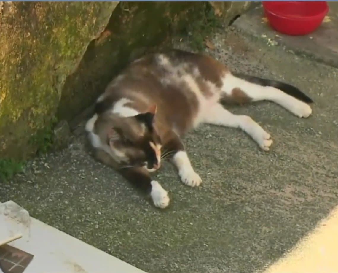 Vídeo: mortandade de gatos preocupa moradores do bairro da Federação; briga de vizinhos seria causa  