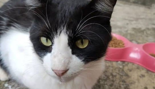 Imagem de Mercadão da Bahia recebe evento de adoção de animais neste sábado