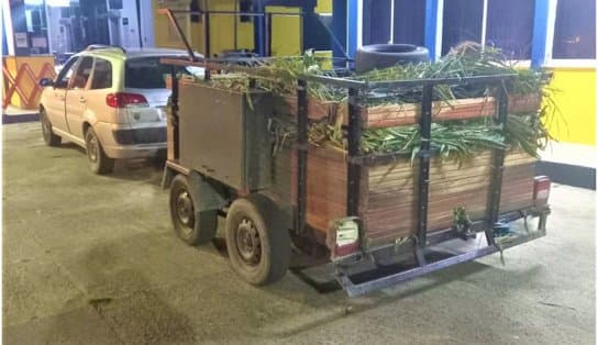 Imagem de Polícia apreende carga com quase 2 mil caranguejos transportada de forma ilegal no interior da Bahia