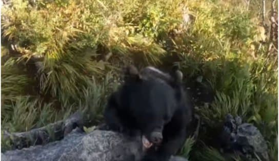 Imagem de Susto! Alpinista grava momento em que é atacado por um urso durante escalada no Japão; veja vídeo  