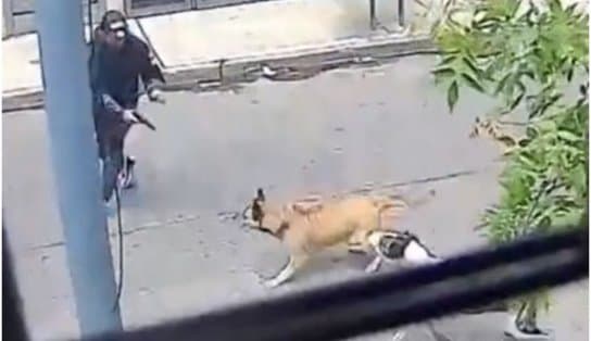 Imagem de Anjo de 4 patas: cães de rua colocam bandidos para correr e impedem assalto; veja vídeo