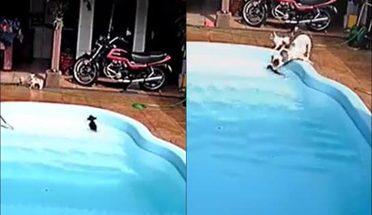 Imagem de Pitbull salva “irmão” chihuahua de afogamento após pequeno cair em piscina