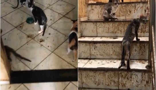 Imagem de Idosa sofre "golpe do gato" em Salvador e vê número de animais subir de 12 para 80 dentro da própria casa 