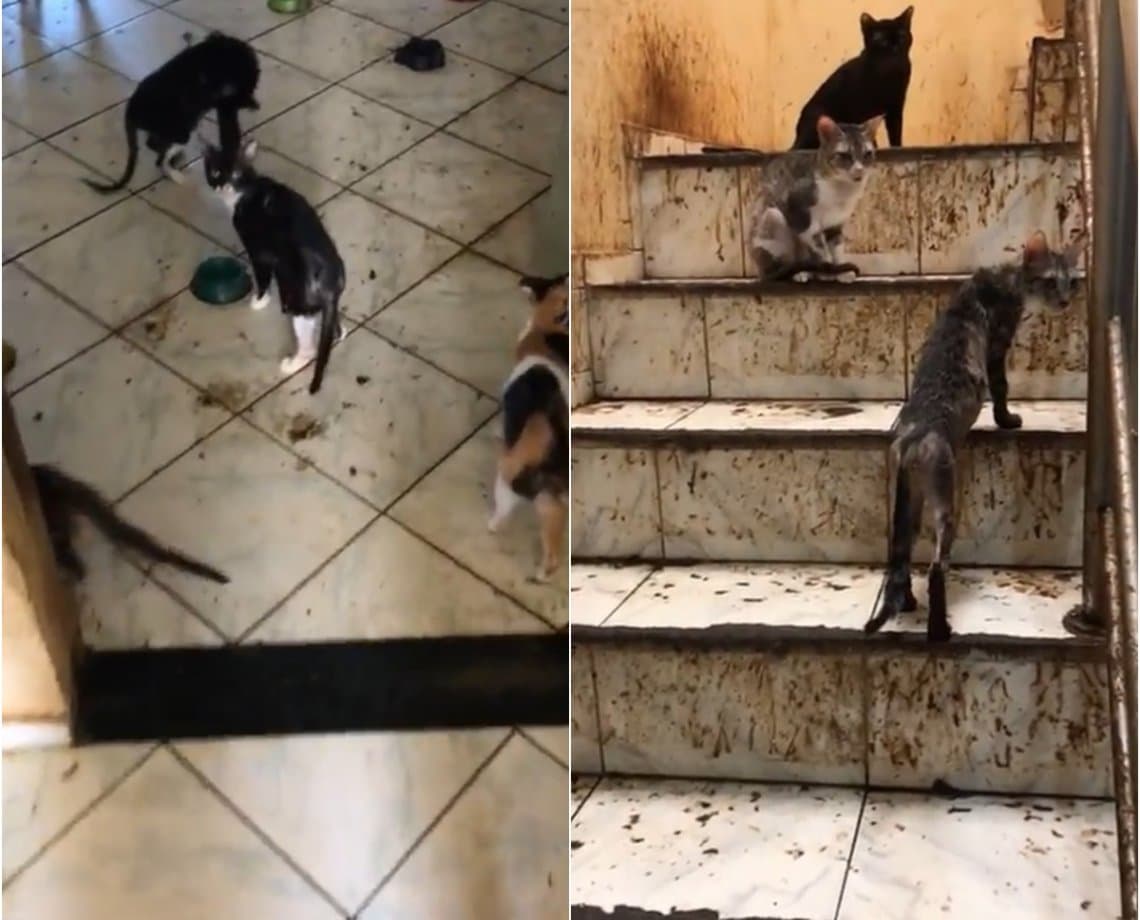 Idosa sofre "golpe do gato" em Salvador e vê número de animais subir de 12 para 80 dentro da própria casa 