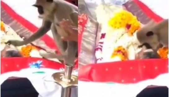 Imagem de Macaco vai a funeral de homem que costumava alimentá-lo, acaricia amigo e vídeo emociona; assista