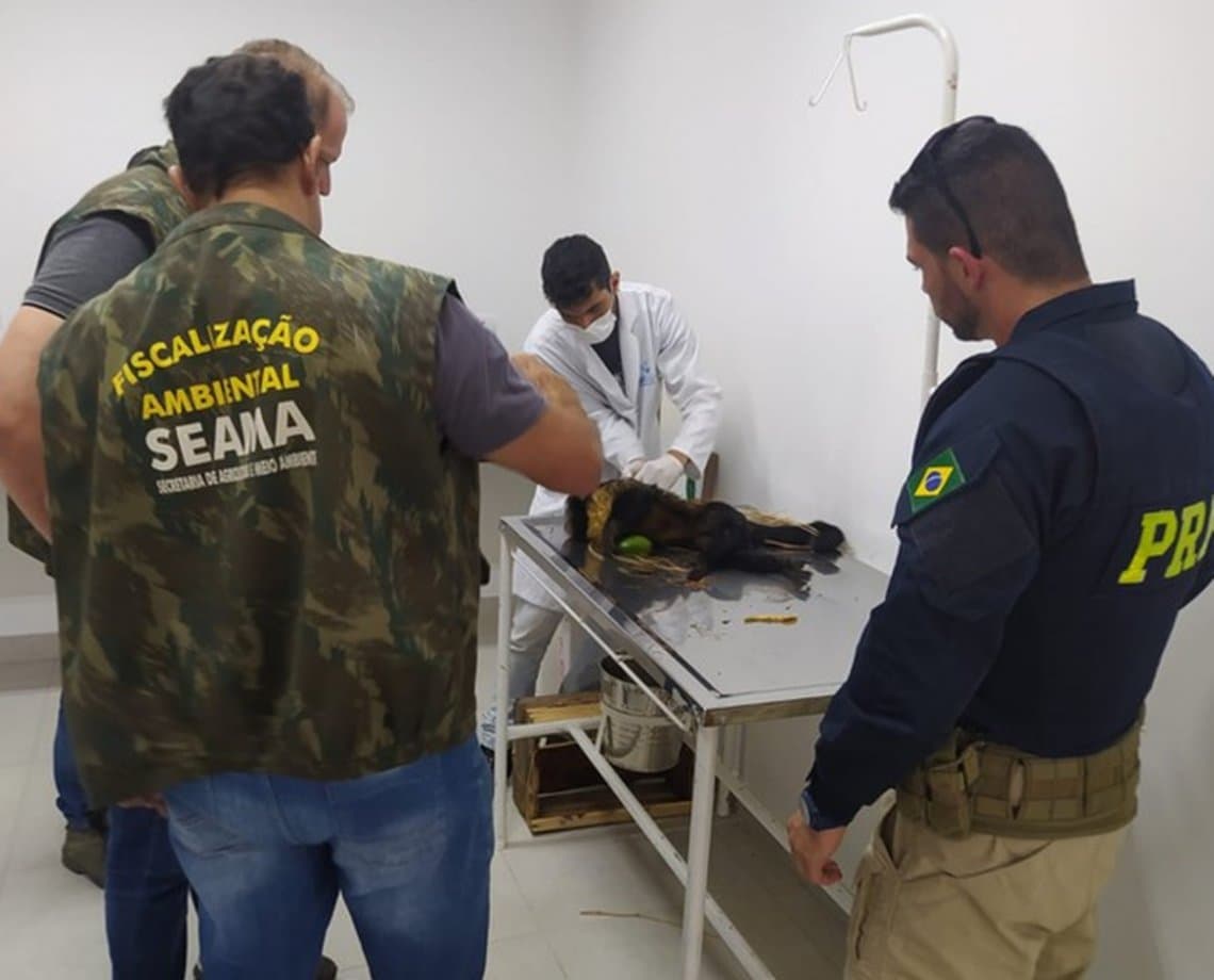 Macaco prego é encontrado ferido após atropelamento e é resgatado com vida no sudoeste da Bahia 