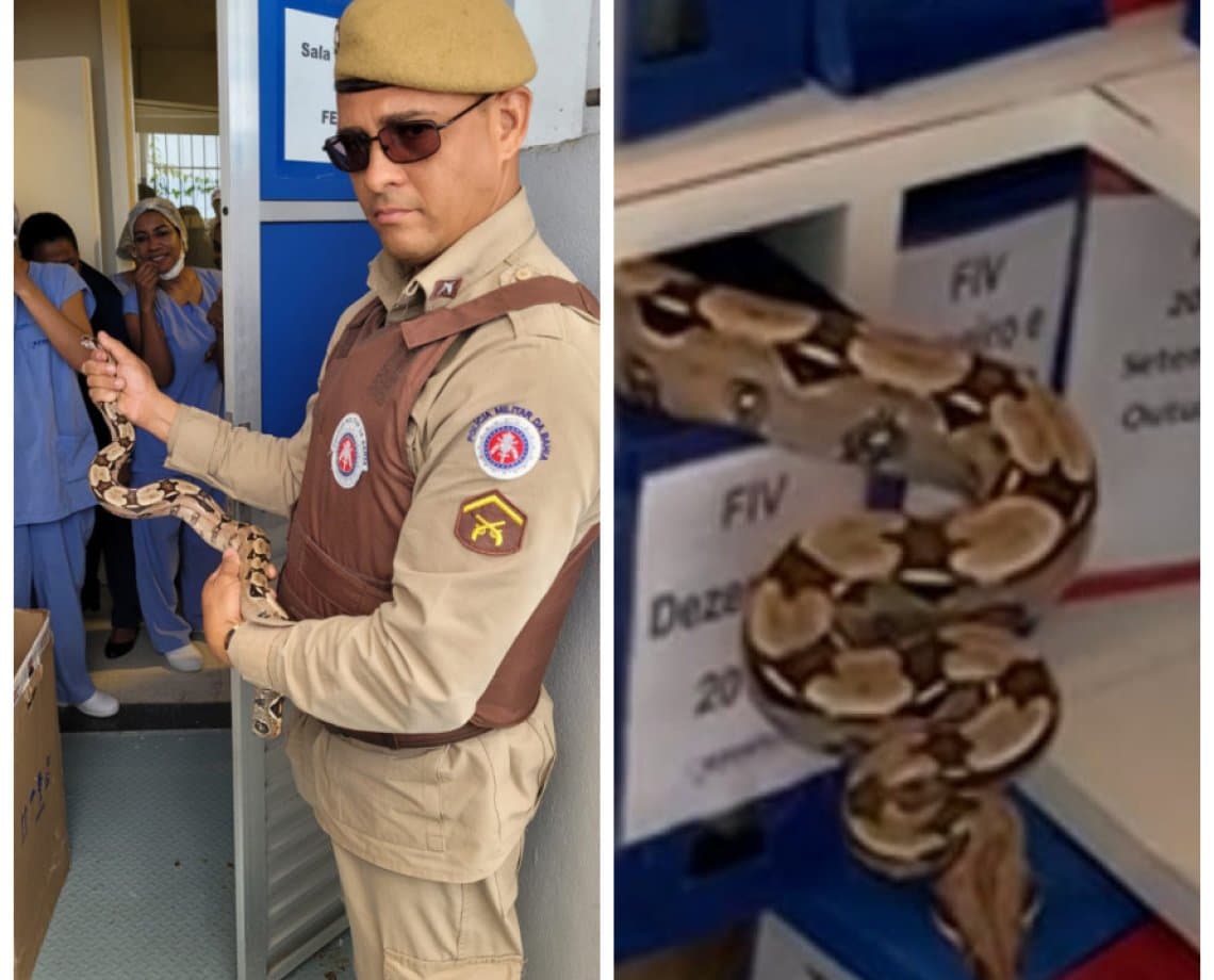 Cobra entra em clínica em Ondina, em Salvador, e é resgatada pela Polícia Militar