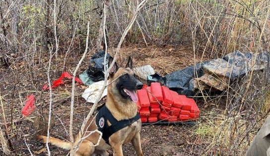 Imagem de Vídeo: Faro aguçado de doguinho encontra 40 kg de maconha enterrados em Barreiras