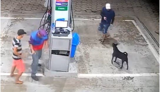 Imagem de "Patas ao alto": cachorro é ameaçado com arma e frentista é esfaqueado durante assalto; veja vídeo