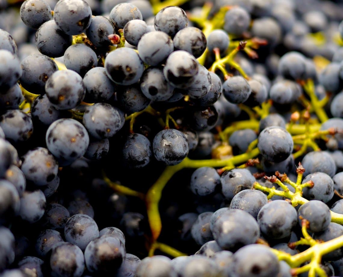 Vinhos de cidades baianas do Vale do São Francisco recebem selo de indicação geográfica