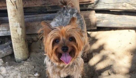 Imagem de Câmera flagra cachorro da raça Yorkshire sendo roubado em Lauro de Freitas; saiba como ajudar 