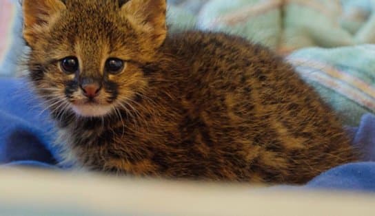 Imagem de Bichos de pelúcia ajudam a acolher animais silvestres resgatados; Ibama recebe doações em Salvador