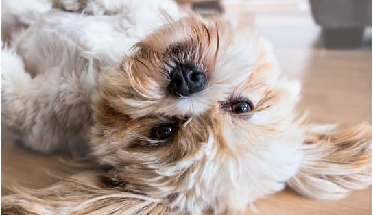 Imagem de Novembro Azul Pet: universidade em Salvador promove rastreamento gratuito em cães e gatos machos