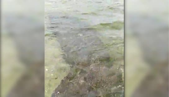 Imagem de Extinto na Bahia, peixe-boi vira "amigo" de pescadores em Itapuã; assista 