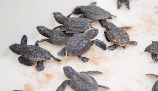 Imagem de Ação ajuda a preservar área de tartarugas marinhas em Stella Maris antes do período de desova