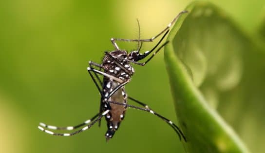 Imagem de Começa a semana de mobilização em combate ao Aedes aegypti na Bahia